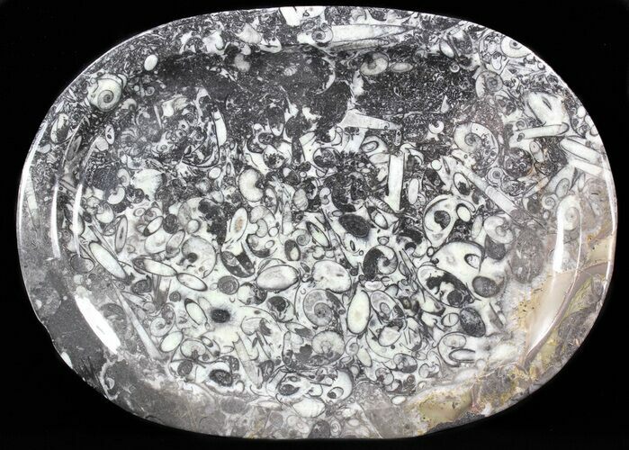 / Fossil Orthoceras & Goniatite Plate - Stoneware #40393